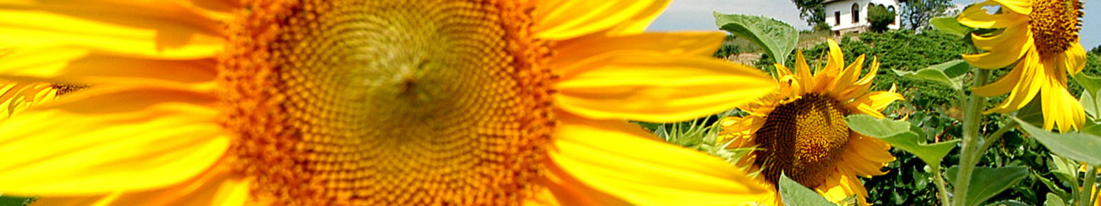 Sonnenblume in Großaufnahme ©Feuerbach